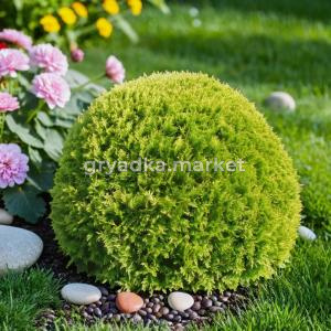 Туя западная Голден Глобе B 50-60 1