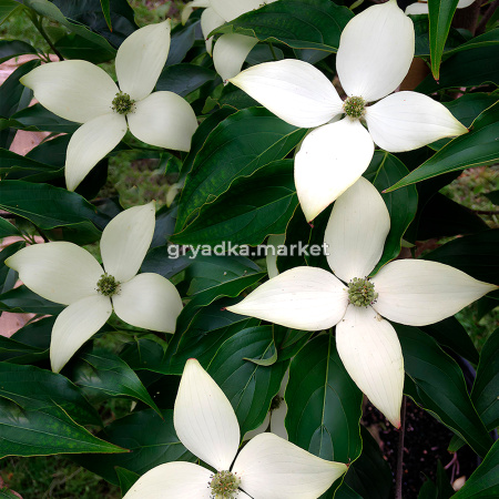 Дерен коуза Милки Вэй C5 1