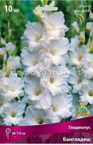 Гладиолус Бангладеш 10шт 10-12
