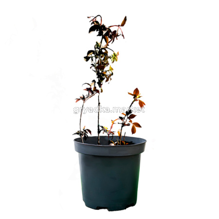 Бузина черная Блэк Бьюти C5 2