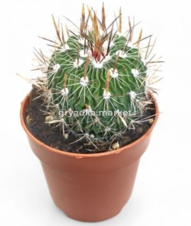 Эхинофоссулокактус многореберный С8,5 Н16