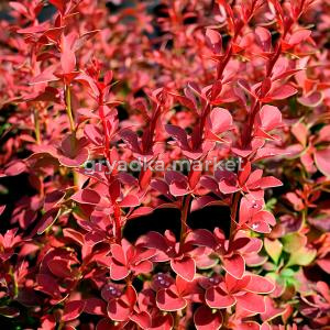 Барбарис тунберга Голден Ринг C 3 20-30 1