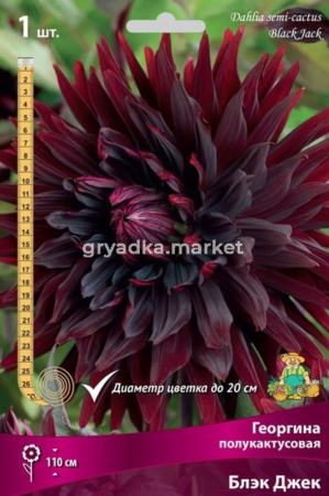Георгина полукактусовая Блэк Джек (насыщенно-бордовый,центр почти чёрный,диаметр цветка 20см,1шт, I)