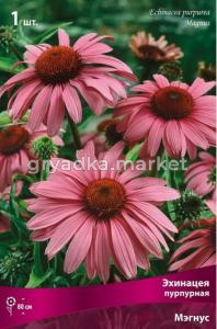 Эхинацея пурпурная Мэгнус 1шт.