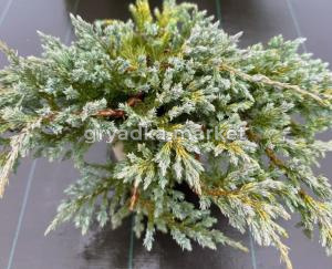 Можжевельник скальный Блю Карпет С3 (Монблан)