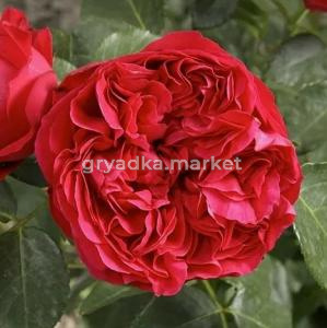 Скриншот 14-04-2026 143533