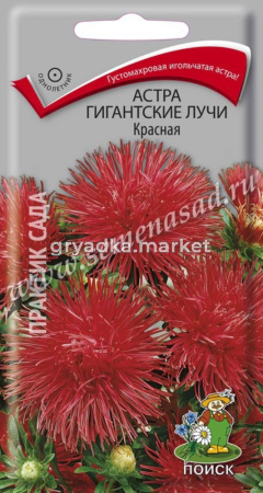 Астра Гигантские лучи Красная (ЦВ) (