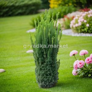 Тис средний Хилли 80-100 cm RB C15 1