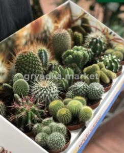 Кактус+Суккулент Микс в стекле, комп. (D-10)