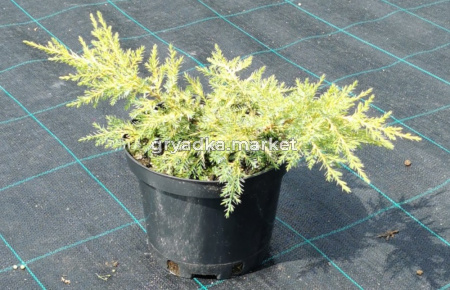 Можжевельник китайский Куривао Голд (Juniperus chinen. Kuriwao Gold С3)