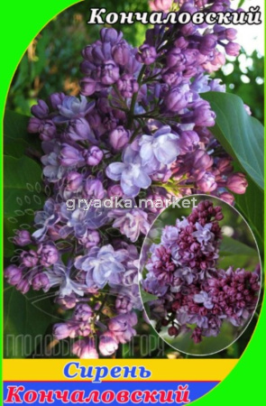 Сирень Кончаловский (С7,5) (ПДИ) (Питомник Плодовый Дом)