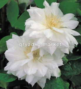 Клематис крупноцветковый Исаго горшок C4 (ПДИ)