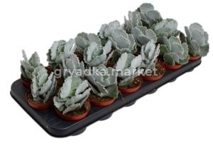 Котиледон ундулата