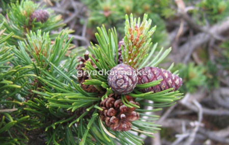 Сосна горная Мугус v2 Lav