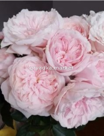 Роза Тсумуги чайно-гибридная 1шт (Сиберика)