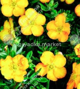 Скриншот 16-04-2026 100232