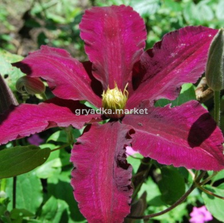 Клематис крупноцветковый Ниобе (С2)