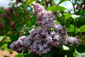 Сирень обыкновенная Московский университет с3