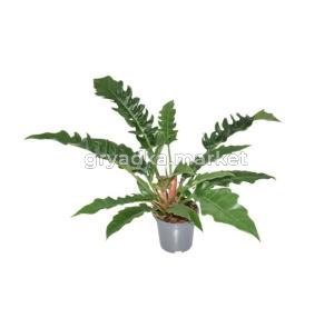 Philodendron Narrow Escape