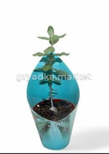 Фикус Гинсенг S-типа С27 Н70