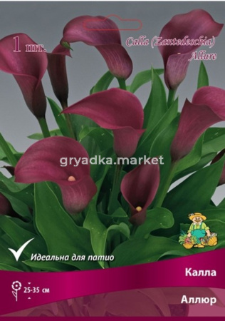 Калла Аллюр (винно-красный, 1шт, 14-16)