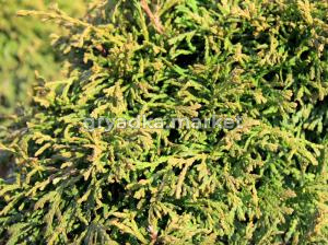 Туя западная Литтл Джем Н40+ WRB (Монблан)