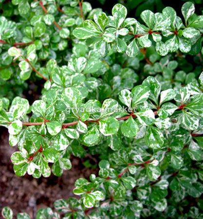 Барбарис Тунберга (Berberis thunbergii Kelleriis) C-2 Н15-25 В15-25