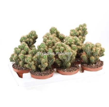 Цереус Перуанский Монстросус Желтый С10,5 Н15