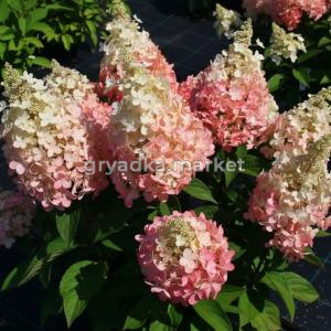 Гортензия метельчатая Эрли Гарри C7,5 Н60-80 (Szmit)