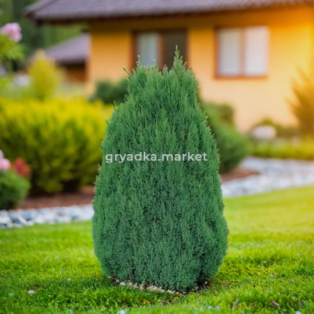 Можжевельник китайский Стрикта C 7,5 60-80 1