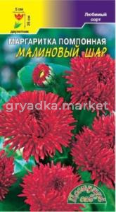 Маргаритка помпонная Малиновый шар Цвет.сад.