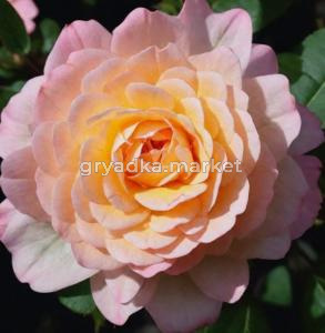 Роза бордюрная Пич Клементина v5 Lav