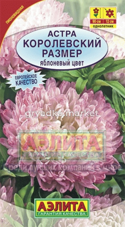 Астра Королевский размер Яблоневый Цвет (Аэлита)