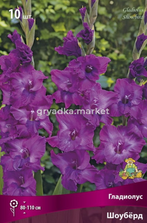 Гладиолус крупноцветковый Шоуберд 10шт (ярко-сиреневый, 10-12)