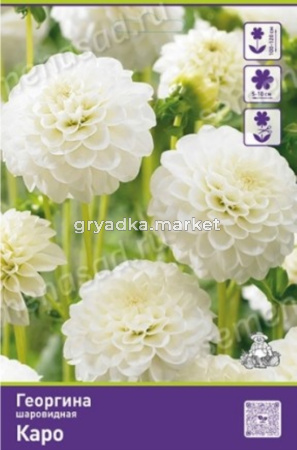 Георгина шаровидная Каро 1шт (120см, кремово-белая)