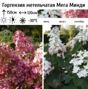 Гортензия метельчатая Мега Минди С45 ГлХ