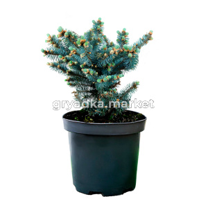Ель колючая Глаука Глобоза C7,5 2