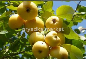 Яблоня Китайка Золотая ранняя   (Лето), С10
