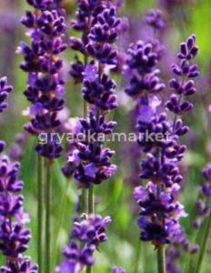 Скриншот 14-04-2026 150603