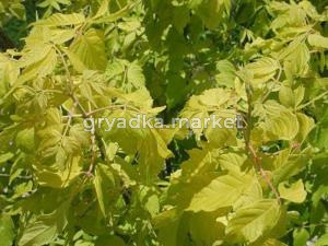 Клен ясенелистный (Acer negundo Auratum) C5 Pa Н140 - 160