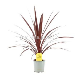 Кордилина Австралийская Ред Стар 13см
