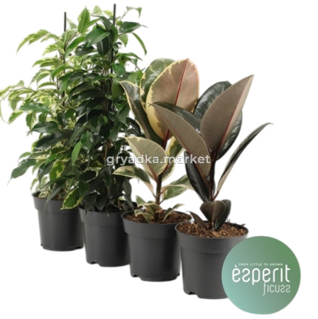 Фикус Микс 3-4ств 14см