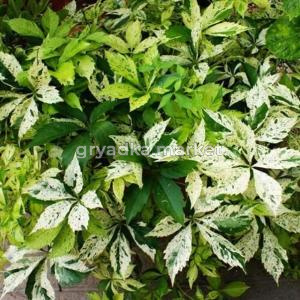 Виноград девичий пятилисточковый (Parthenocissus quinquefolia STAR SHOWERS Monham) C-2 Н60-70    