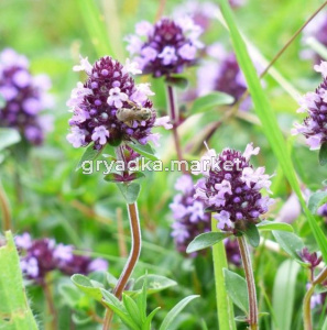 Скриншот 18-05-2023 103627