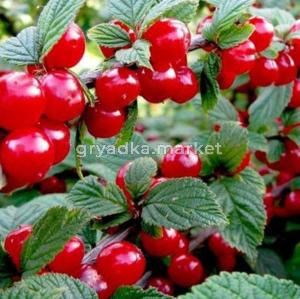 Вишня войлочная Натали (Питомник ВН)