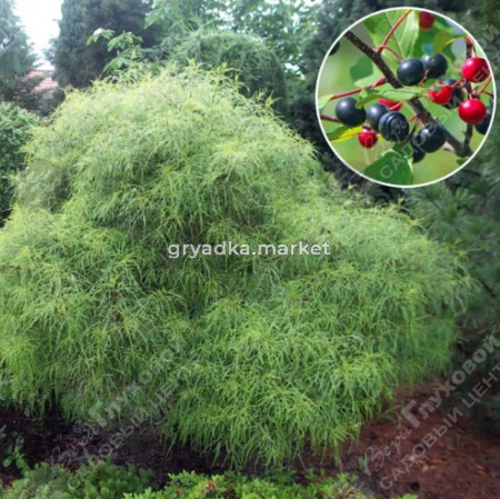 Крушина ломкая 60-80 С10 ГлХ