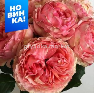 Роза Саламансар 1шт чайно-гибридная (Сем Алт)