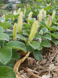 Ива курильская (Salix kurilensis) P13 Н20 - 25