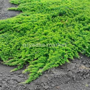 Можжевельник горизонтальный Принц оф Уэльс C 7,5 30-40 1