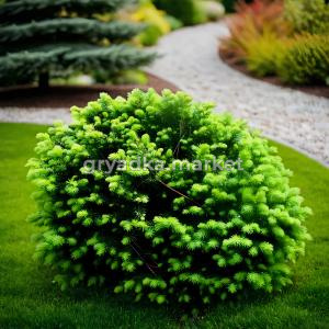 Ель сербская Карел C 7,5 40-50 1